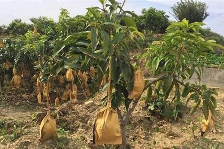 怎样种芒果树 种的技巧