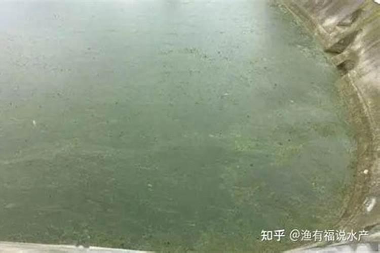 倒藻需要补磷肥吗为什么？