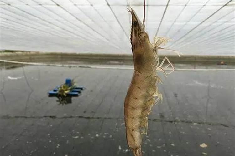 养殖南美白对虾应该如何处理“倒藻”现象 放什么肥塘