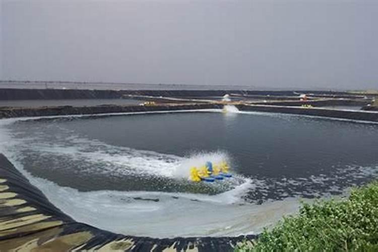 露天老虾池夏天如何肥水管理