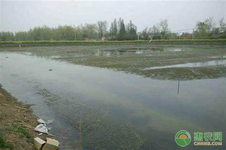 池塘倒藻螃蟹会有什么反应吗