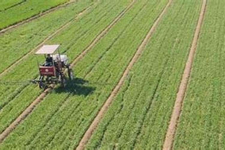 旱地小麦用磷多还是氮肥多