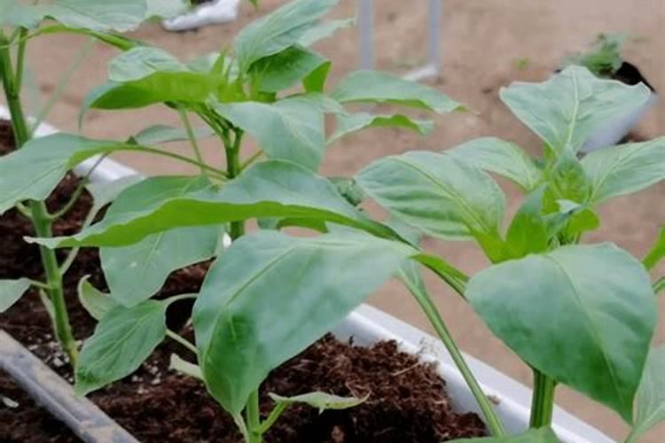 辣椒怎么施肥才能高产