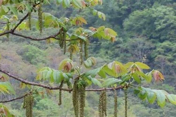 核桃树用什么含量的化肥产量高？