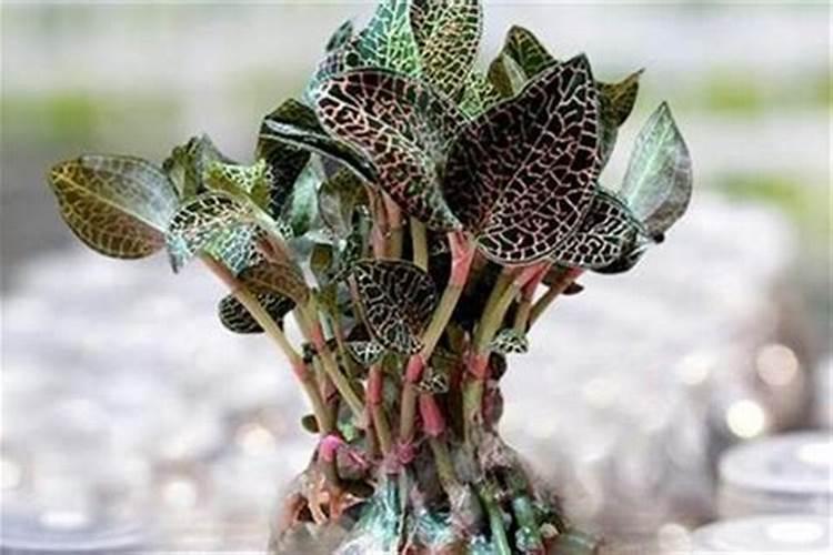 金线莲的人工种植 金线莲的如何人工种植