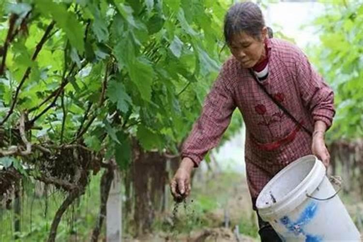 葡萄怎样追施硼肥呢？