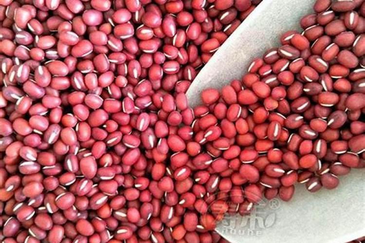 红小豆最晚不能超过几天