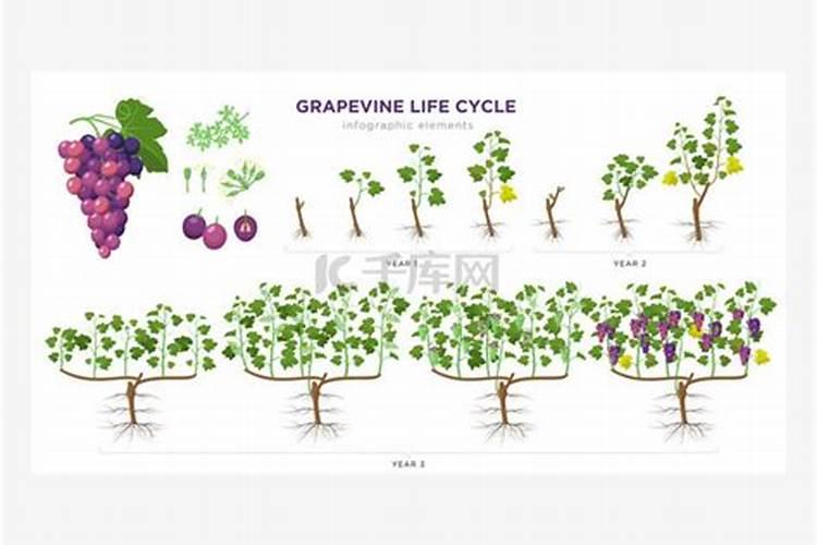 在葡萄的开花阶段进行浇水同时施用硼肥是否可行