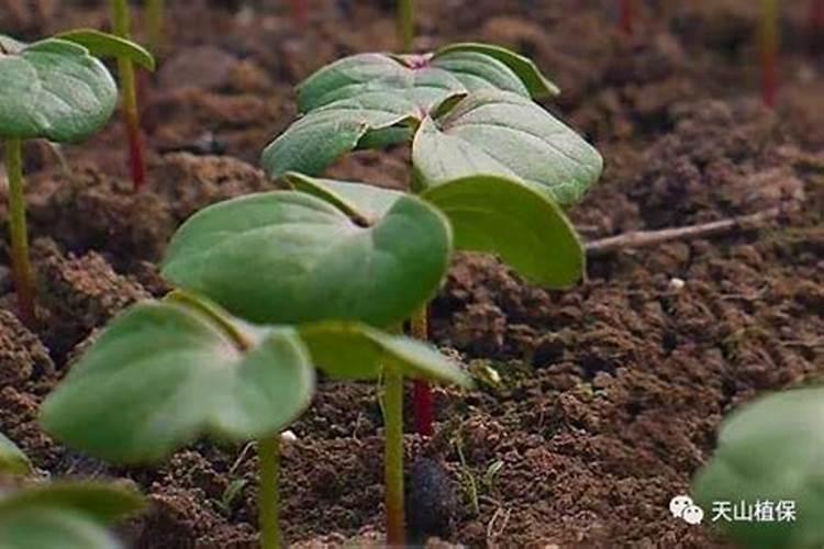 棉花苗期对氮磷钾用量多少