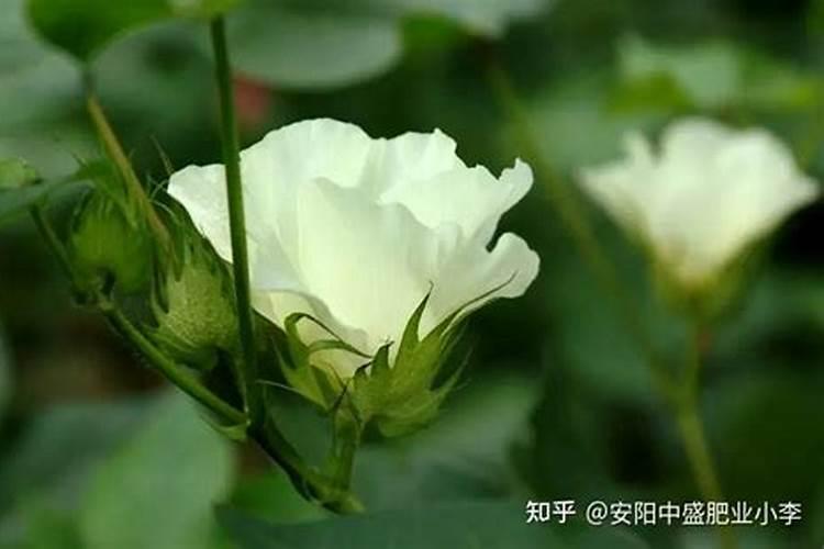 棉花施肥使用什么肥料？棉花该如何施肥？
