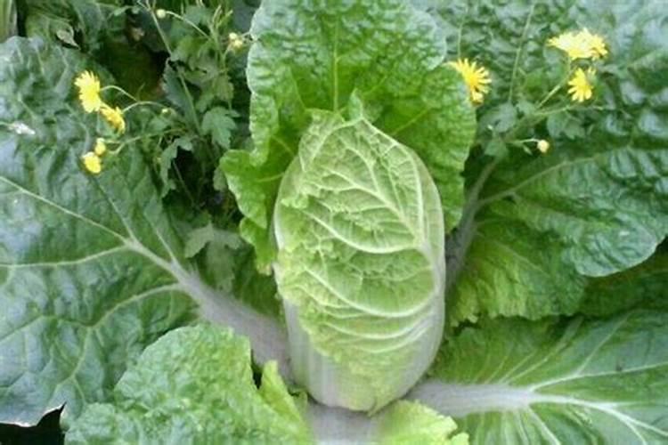 种娃娃菜施肥是怎样施肥的