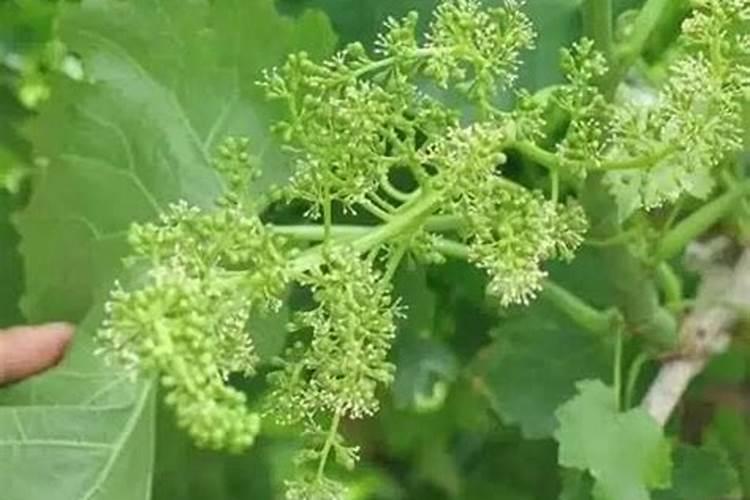 葡萄花期管理技术