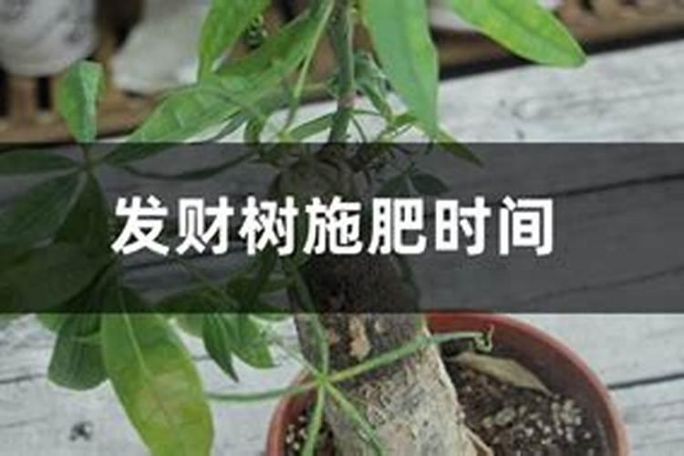 发财树施肥过多要怎么救