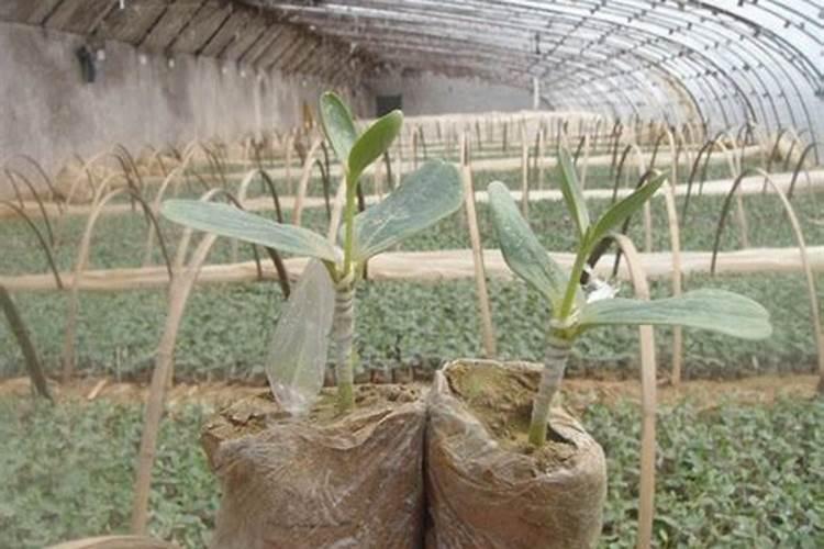 西瓜苗嫁接前可以打叶面肥不