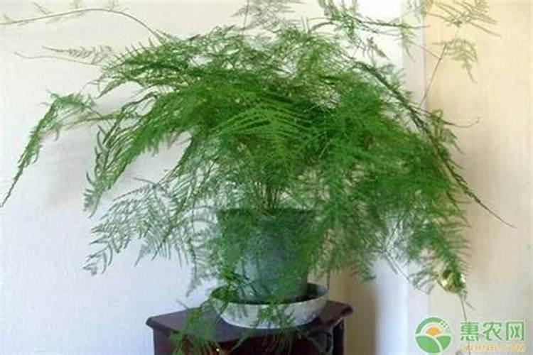 文竹能不能用硫酸钾肥根发芽？