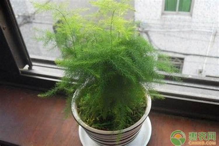 文竹的肥料有哪些