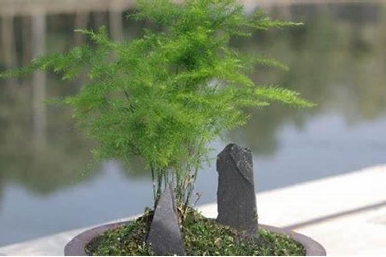 文竹长高怎么办