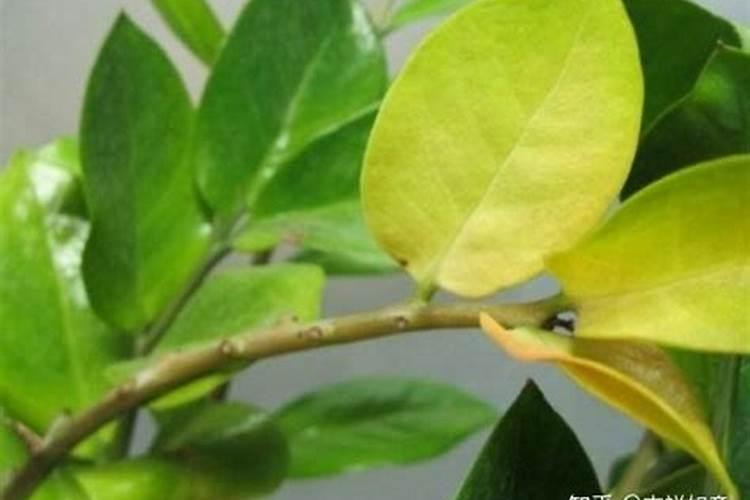 金钱树叶子发黄怎么处理怎么补救