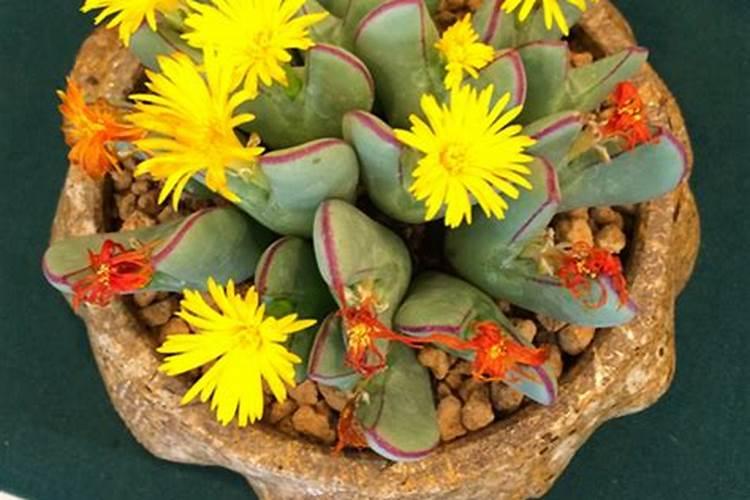 怎么让多肉植物开花？跟着大叔学习吧