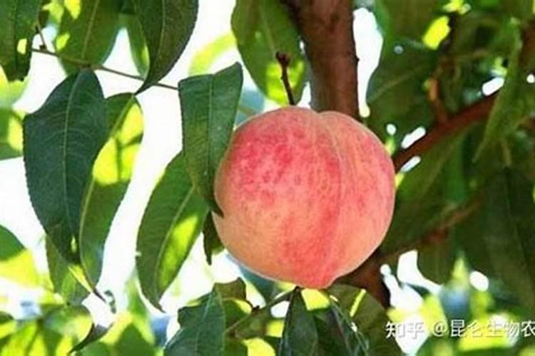 桃子增产用哪个叶面肥？桃子用什么叶面肥比较好？桃子喷施金泰靓...