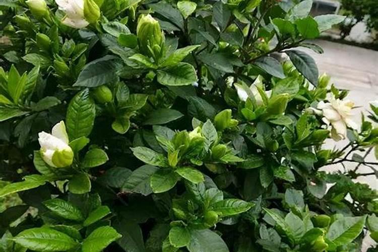 栀子花花苞时浇什么肥料