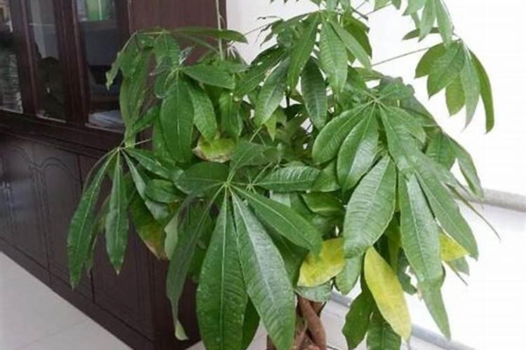 发财树施肥后黄叶怎么处理？