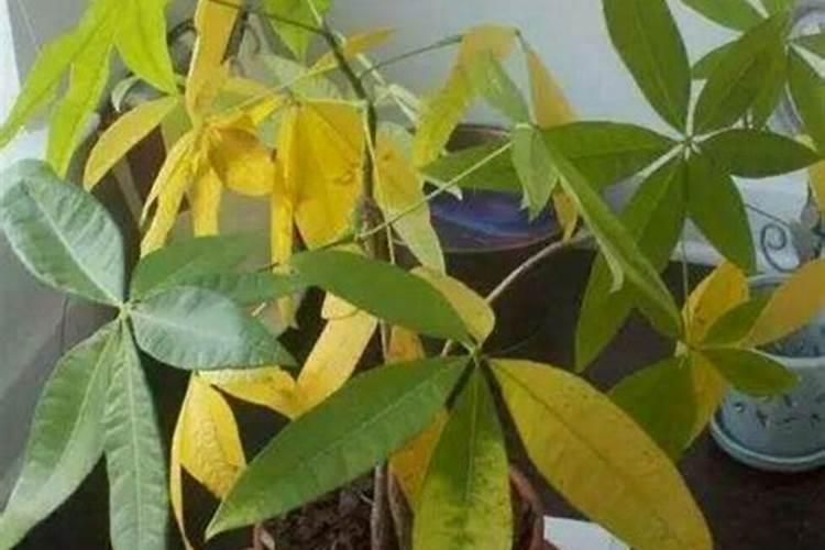 发财树施肥过多怎么办叶子发黄
