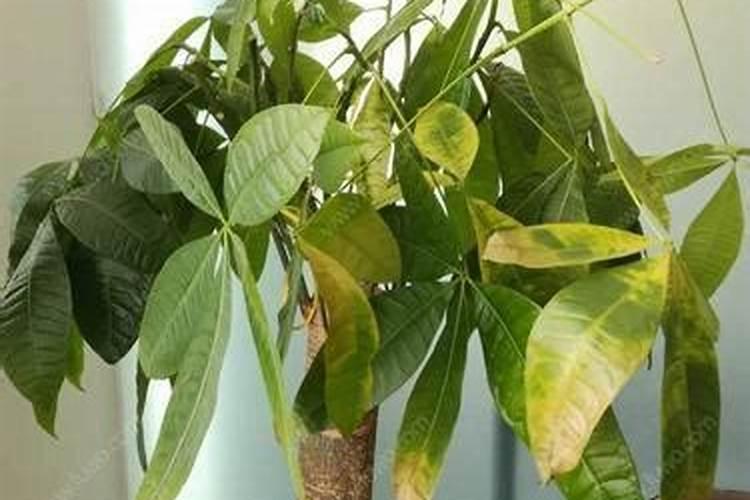 如何拯救发财树黄叶