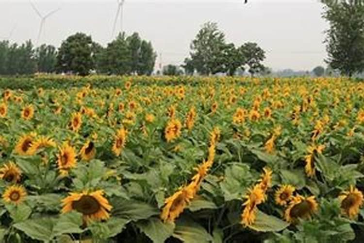 食葵菌核病防治