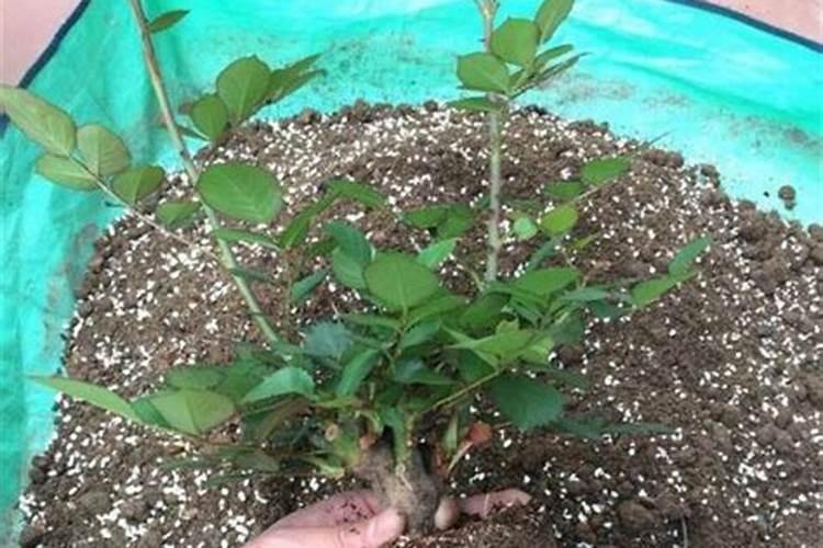 食葵盛花期施肥方法