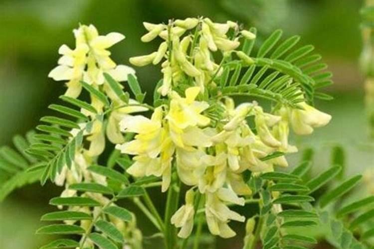 黄芪叶面肥壮根打什么药效果好