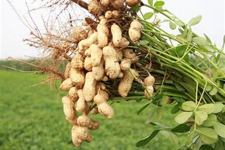 为什么七7月花生不施肥？