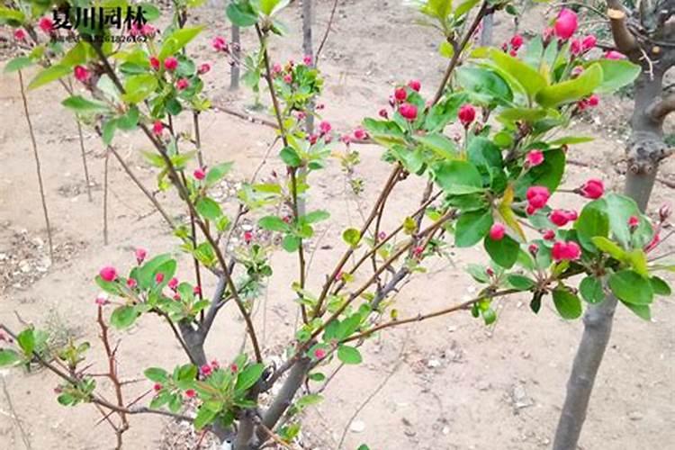 海棠花苗什么肥长得最旺