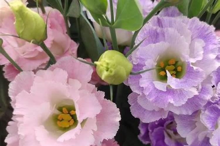 洋桔梗花苗怎么养好(简述洋桔梗的养护知识)