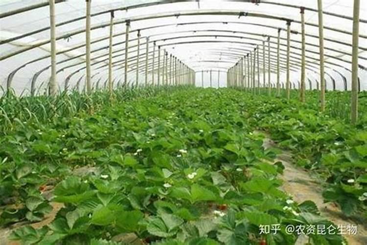 大棚草莓用什么底肥好？