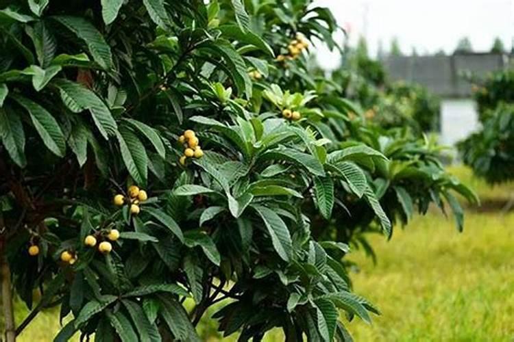 枇杷怎么施肥又大又甜？枇杷促花保果膨大剂,枇杷膨果用调色师叶面肥