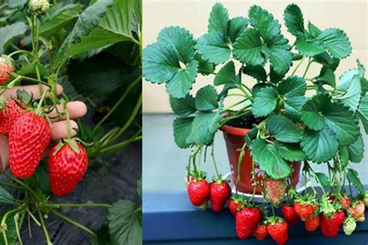 盆栽草莓养殖方法