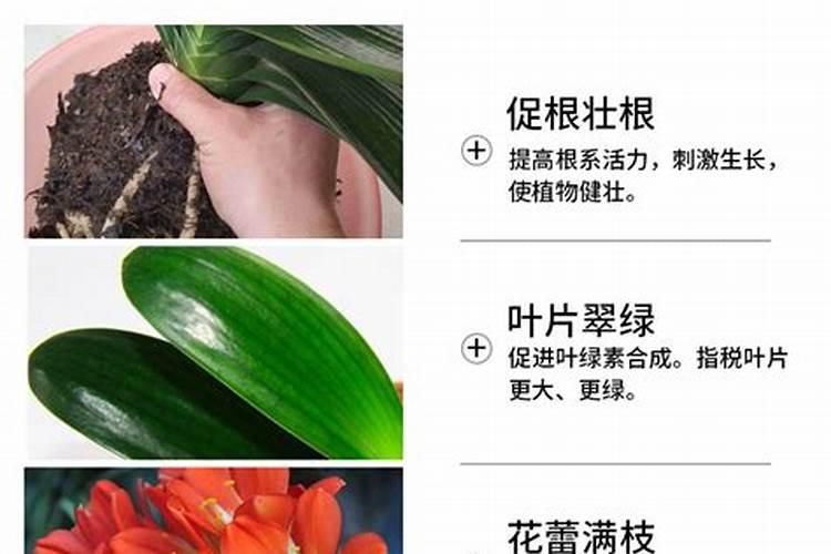 促进开花的肥料促开花需什么肥