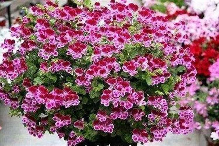 养花用什么肥开花最旺