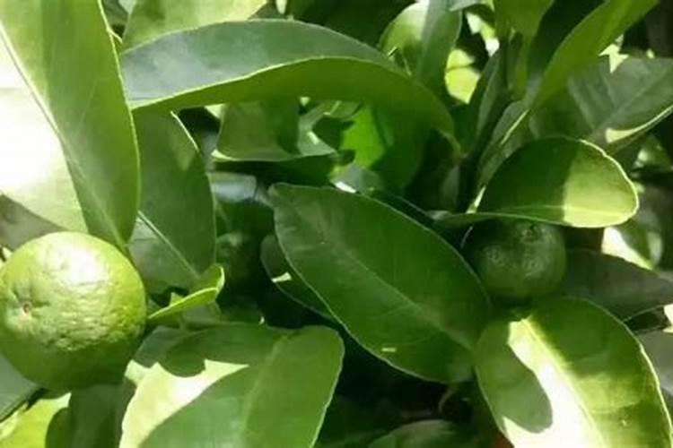 打叶面肥柑会落果吗？