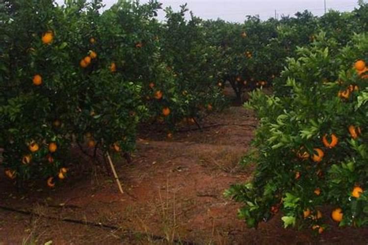 脐橙什么时期施钾肥合适？