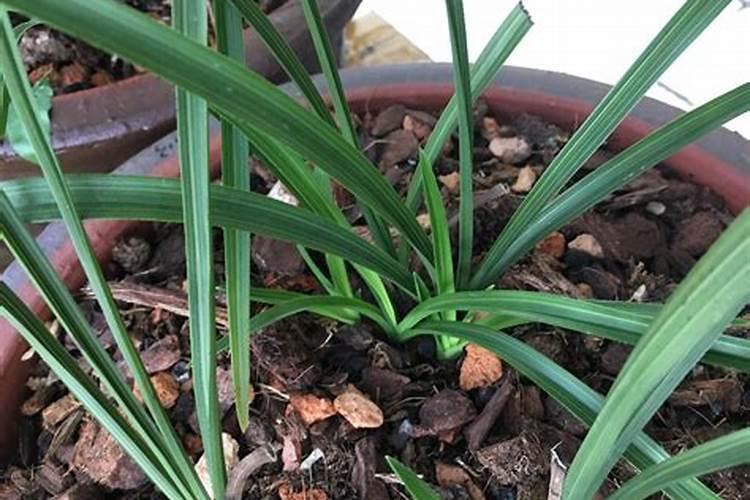 月度管理之【七月】兰花种养须知