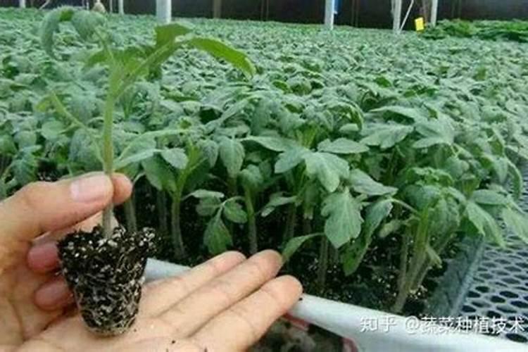 番茄基质栽培施钙肥技术要点