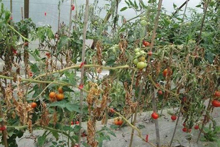 为什么西红柿长到开花结果时会死掉