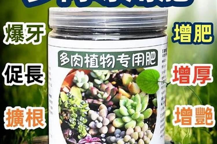 多肉上色肥料怎么用