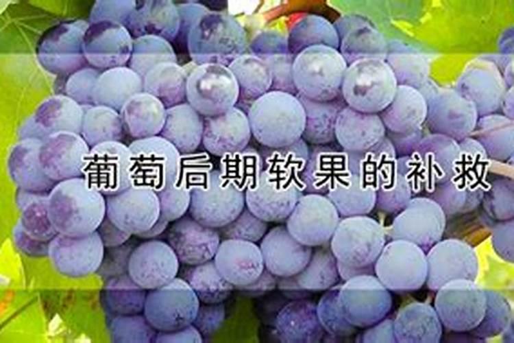 要是葡萄后期出现软果状况,怎么补救才好？