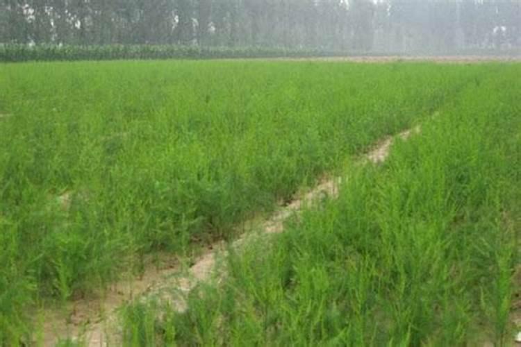 沙地种植芦笋施肥方法