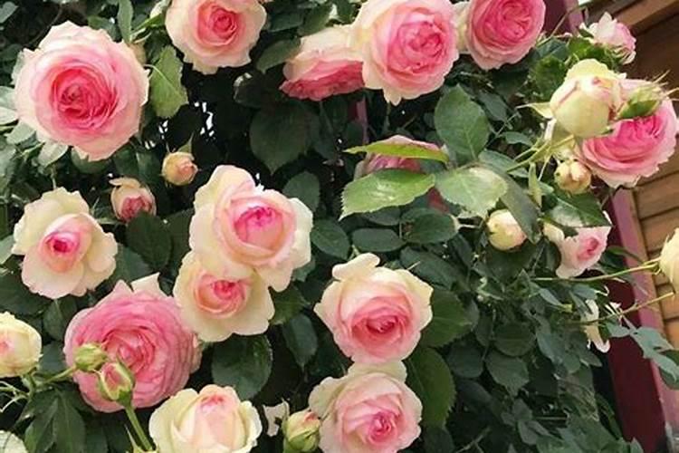 藤本月季怎么养