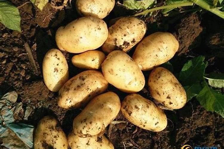 马铃薯如何浇水？马铃薯专用水溶肥哪家好？