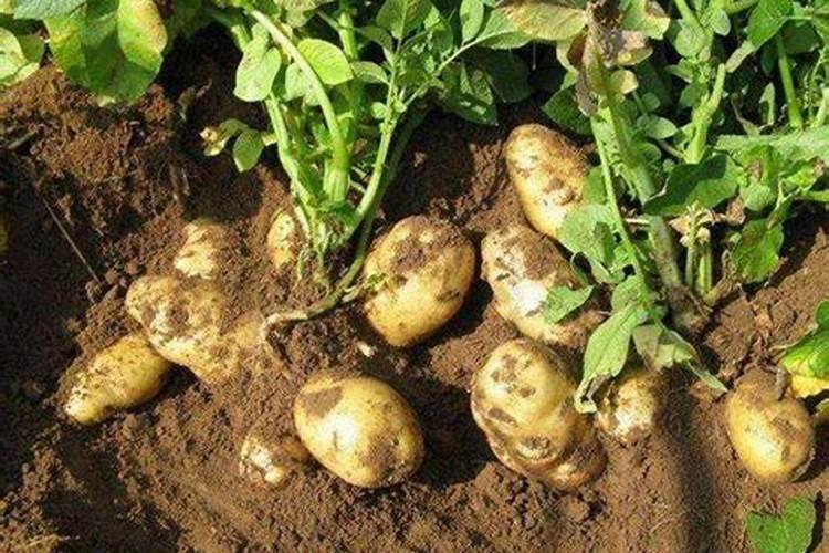 土豆增产怎么施肥好？土豆膨大剂增收提质哪种好？怎么使用